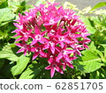 Pentas的花語已經實現。一朵類似星星的花。完美的禮物給親人。 62851705