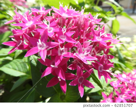 The flower language of Pentas is fulfilled. A flower that resembles a star. Perfect as a gift for loved ones. 62851707