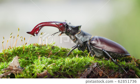 Stag Beetle on green moss Stag Beetle on green moss 62851736