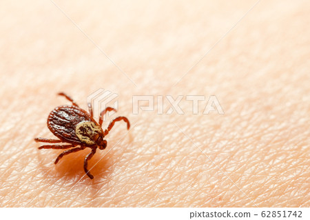 Mite parasite dangerous bloodsucker Mite parasite dangerous bloodsucker 62851742