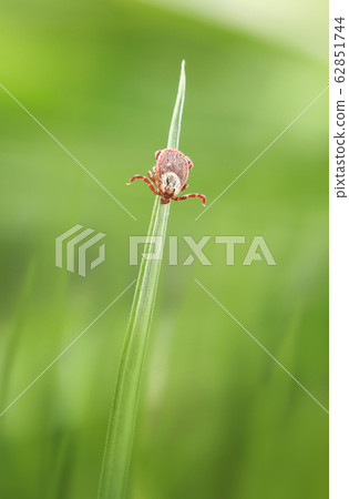 Tick waylay on grass 62851744