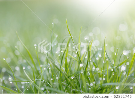 Dew on grass 62851745