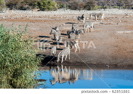 Zebras drinking from a waterhole in Etosha National Park 62851881