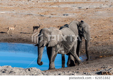 Two Male Elephants Drinking from a water hole. 62851882