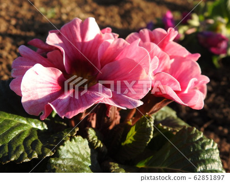 Primula is a precious flower that blooms in winter. Flower language is "opening fate", it is best for gifts to important people. 62851897