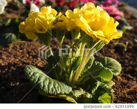 Primula is a precious flower that blooms in winter. Flower language is "opening fate", it is best for gifts to important people. 62851899