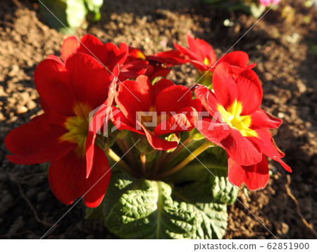 Primula is a precious flower that blooms in winter. Flower language is "opening fate", it is best for gifts to important people. Primula is a precious flower that blooms in winter. Flower language is "opening fate", it is best for gifts to important people. 62851900