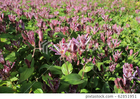 The flower language of Hototogisu is "yours forever". It is a typical autumn mountain wild grass that is rich but full of nostalgia. 62851951