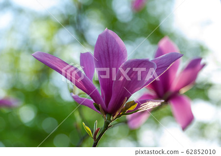 Spring blooming magnolia tree flowers Spring blooming magnolia tree flowers 62852010