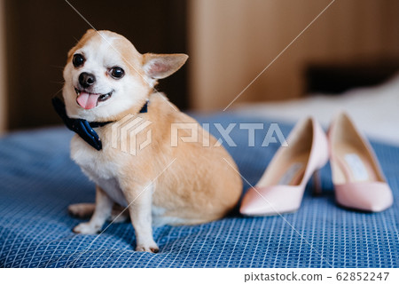 Chihuahua dog with butterfly 62852247