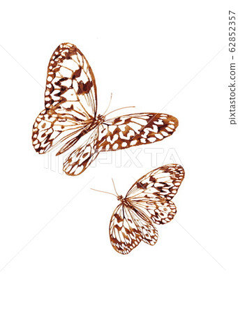 Two butterflies Paper Kite (Idea leuconoe)  62852357