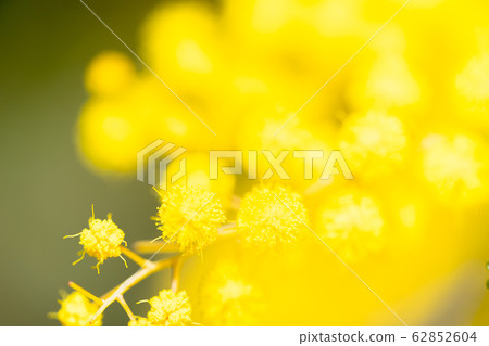 [Tokyo] Acacia flowers 62852604