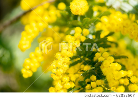 [東京]相思花 62852607