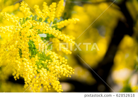 [Tokyo] Acacia flowers 62852618