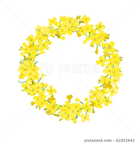 Canola wreath, Rapeseed garland blossom flowers card. Vector template. Flowering colza chaplet. Brassica napus crown. Blooming yellow rape. 62852642