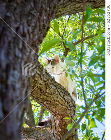 Young gray tabby cat sitting on green tree and sniffing trunk in spring sunny day. Cat outdoor. Pets in the nature. Domestic cat enjoys freedom outside the house 62852736