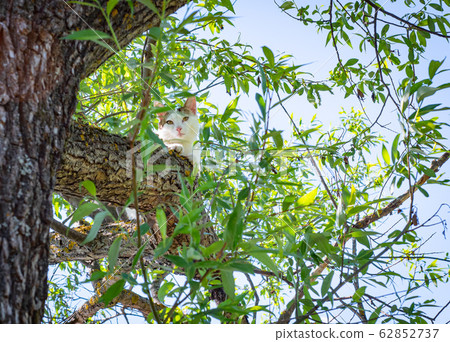Young gray tabby cat sitting on green tree trunk in spring sunny day. Cat outdoor. Pets in the nature. Domestic cat enjoys freedom outside the house. 62852737