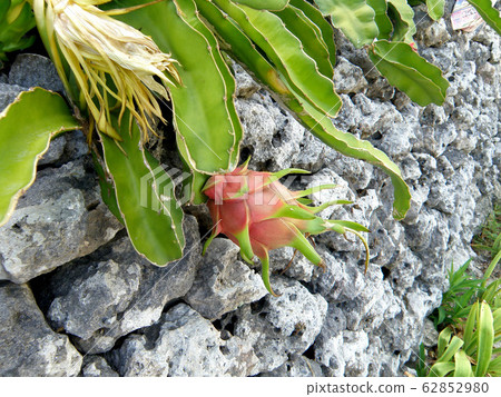 [Okinawa Taketomi Island] Dragon Fruit 62852980
