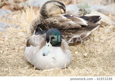 Mallard (male) 62853289
