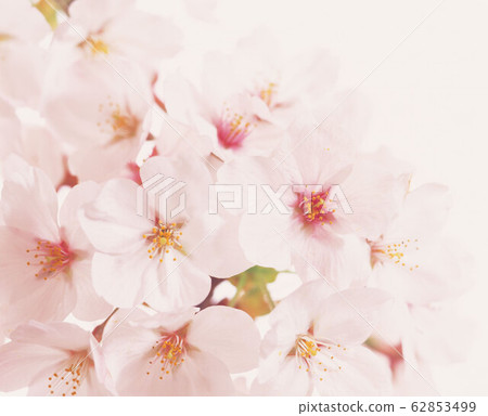 Cherry Blossoms Cherry Blossoms 62853499