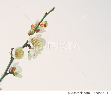 White plum White plum 62853501