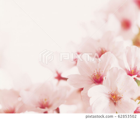 Cherry Blossoms Cherry Blossoms 62853502