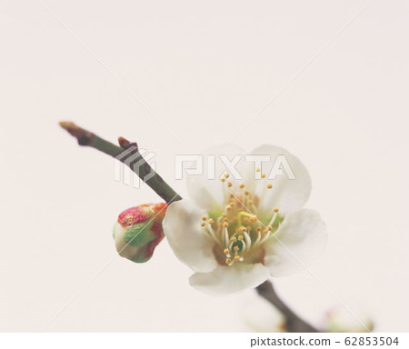 白梅 白梅 62853504