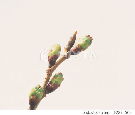 發芽 發芽 62853505