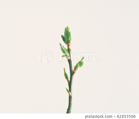發芽 發芽 62853506