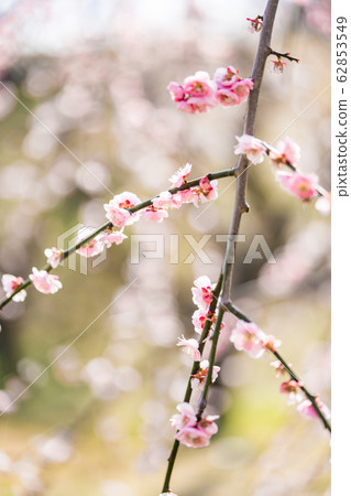 梅花林 梅花林 62853549