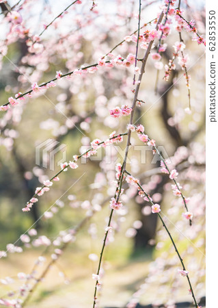 梅花林 梅花林 62853550