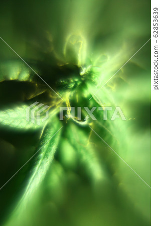 Close-up of the female flower of a cannabis plant Close-up of the female flower of a cannabis plant 62853639