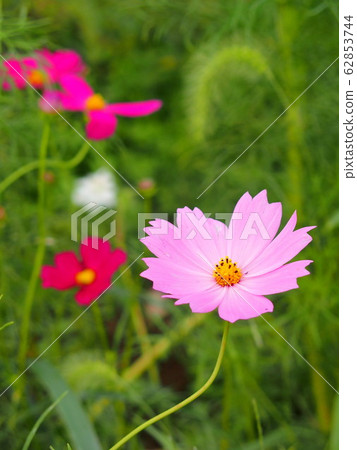 開花在領域的波斯菊 開花在領域的波斯菊 62853744