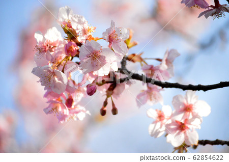 溫暖的春天 62854622