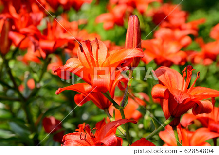 Lily grand paradiso Lily grand paradiso 62854804
