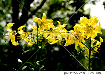 Lily north star 62854883