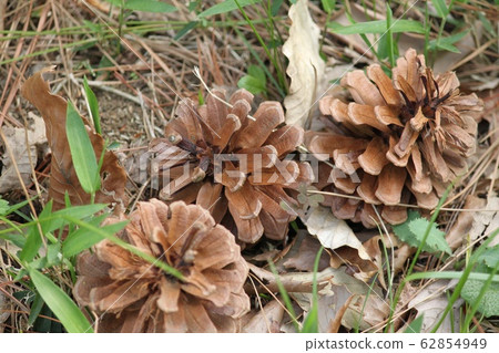 Pinecone 62854949