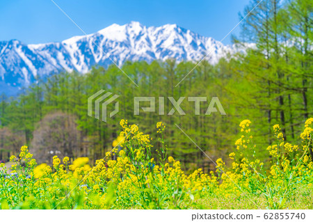 Nakayama plateau Northern Alps and rape blossoms [Nagano Prefecture] 62855740