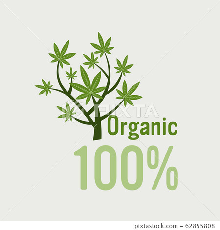 medical cannabis plant marijuana bush organic hemp leaves ganja legalize drug consumption concept 62855808