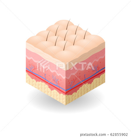 skin with cellulite and hair cross-section of human skin layers structure skincare medical concept flat skin with cellulite and hair cross-section of human skin layers structure skincare medical concept flat 62855902