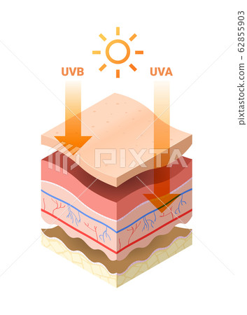 uvb uva rays from sun penetrate into epidermis of skin cross-section of human skin layers structure skincare medical concept flat uvb uva rays from sun penetrate into epidermis of skin cross-section of human skin layers structure skincare medical concept flat 62855903