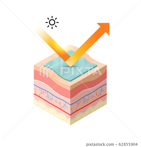 protection uv ray of skin with sunblock cream penetrate into epidermis of skin cross-section of human skin layers structure skincare medical concept flat 62855904