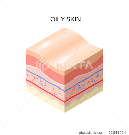 oily skin cross-section of human skin layers structure skincare medical concept flat oily skin cross-section of human skin layers structure skincare medical concept flat 62855914