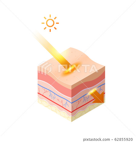 uv ray from sun penetrate into epidermis of skin cross-section of human skin layers structure skincare medical concept flat uv ray from sun penetrate into epidermis of skin cross-section of human skin layers structure skincare medical concept flat 62855920