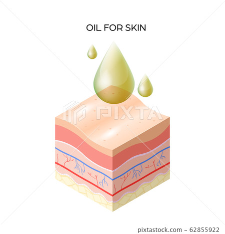 oil for skin cross-section of human skin layers structure skincare medical concept flat vector illustration oil for skin cross-section of human skin layers structure skincare medical concept flat vector illustration 62855922