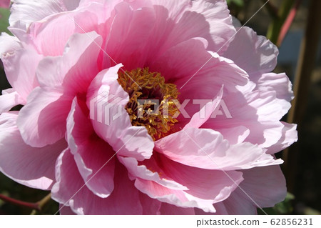 Peony 62856231