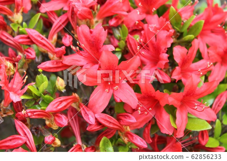 Azalea Azalea 62856233
