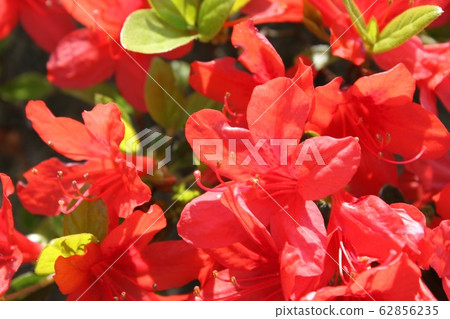 映山紅 映山紅 62856235