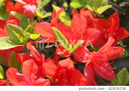映山紅 映山紅 62856236