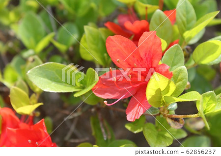 映山紅 62856237